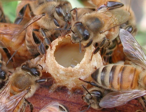 Bienenkönigin Les Miels d'Uzès