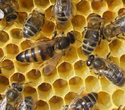 Bienen Königin Les Miels d'Uzès